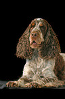 lying Cocker Spaniel