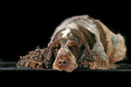 sleeping Cocker Spaniel