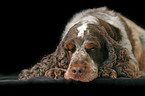 sleeping Cocker Spaniel