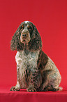 sitting Cocker Spaniel