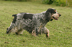 English Cocker Spaniel