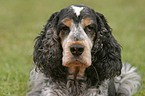 English Cocker Spaniel