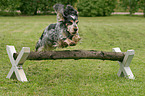 English Cocker Spaniel