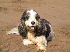 Cocker Spaniel