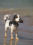 Cocker Spaniel