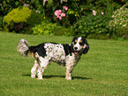 Cocker Spaniel