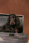 Cocker Spaniel