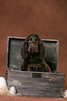 Cocker Spaniel