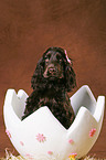 Cocker Spaniel at Easter