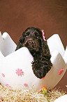 Cocker Spaniel at Easter