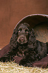 lying Cocker Spaniel