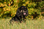 Cocker Spaniel