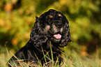 Cocker Spaniel Portrait