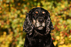 Cocker Spaniel Portrait