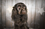 Cocker Spaniel portrait