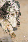 female Cocker Spaniel