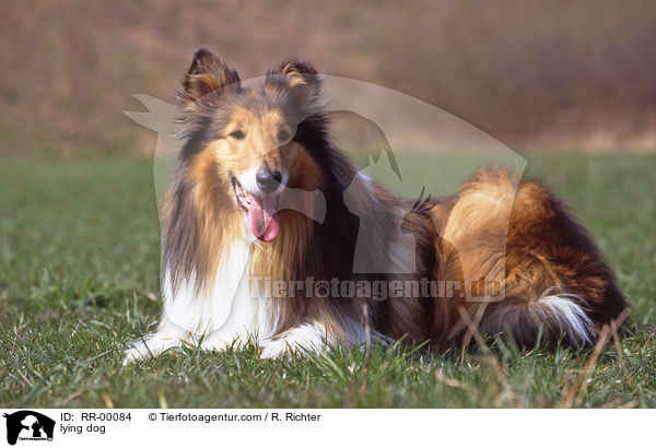 Collie liegt auf Wiese / lying dog / RR-00084