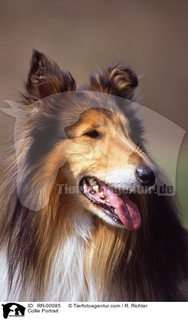 Collie Portrait / Collie Portrait / RR-00085