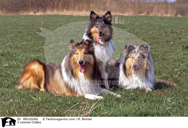 3 colored Collies / RR-00088