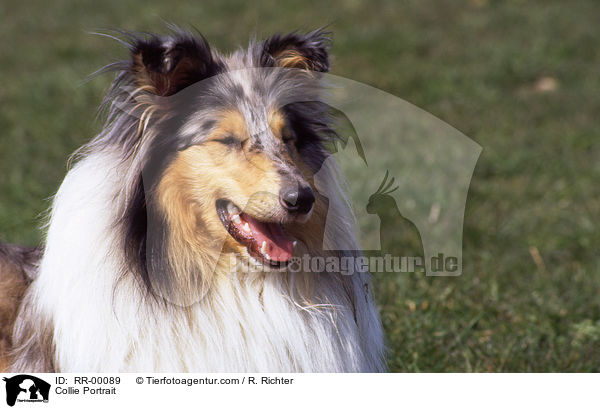 Collie Portrait / RR-00089