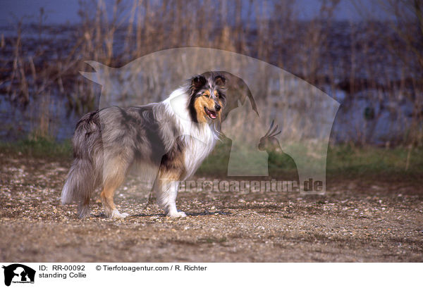 standing Collie / RR-00092