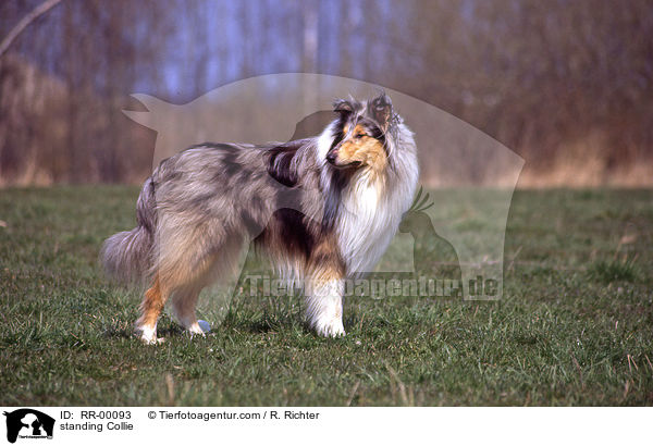 stehender Collie / standing Collie / RR-00093