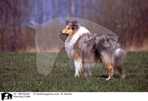 stehender Collie / standing Collie / RR-00095