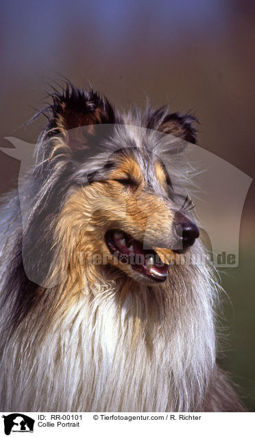 Collie Portrait / RR-00101