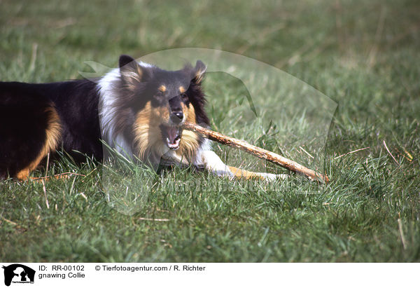 gnawing Collie / RR-00102
