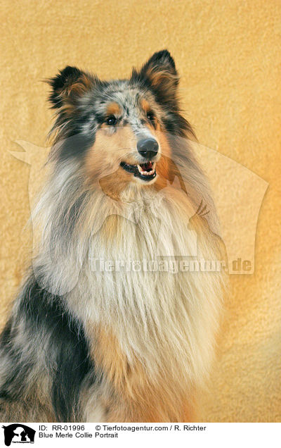 Blue Merle Collie Portrait / RR-01996