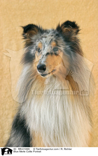 Blue Merle Collie Portrait / RR-01999