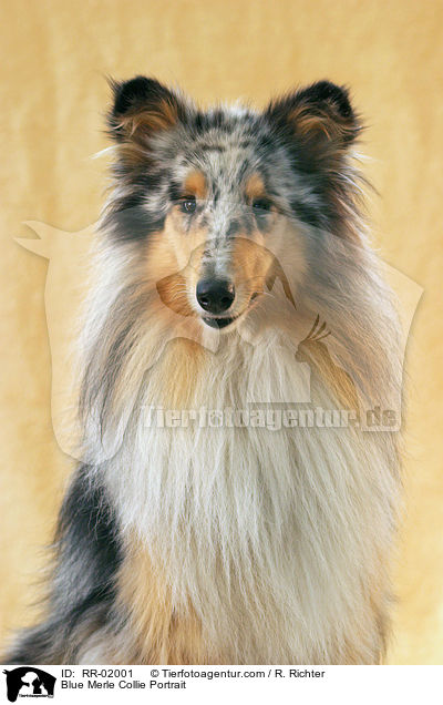 Blue Merle Collie Portrait / RR-02001