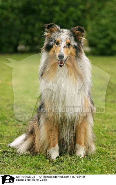 sitting Blue Merle Collie / RR-02008