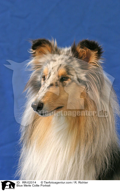 Blue Merle Collie Portrait / Blue Merle Collie Portrait / RR-02014