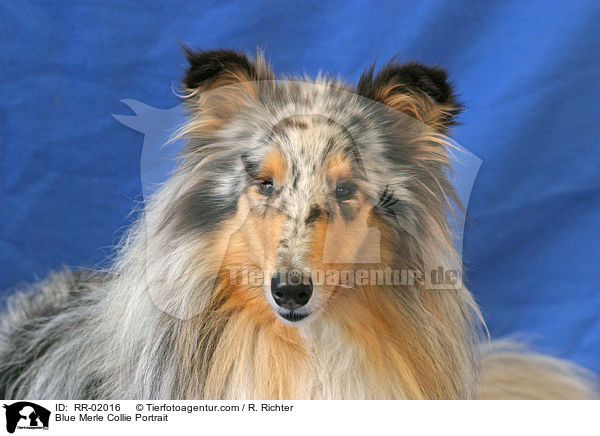 Blue Merle Collie Portrait / Blue Merle Collie Portrait / RR-02016