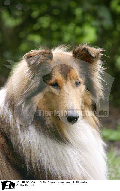 Collie im Portrait / Collie Portrait / IP-00409