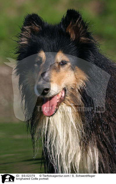 Langhaarcollie Portrait / longhaired Collie portrait / SS-02379