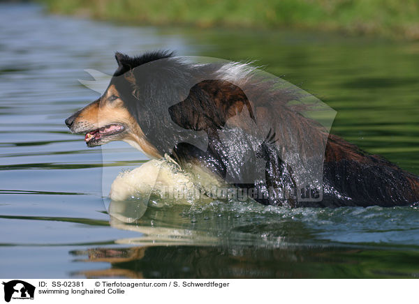 schwimmender Langhaarcollie / swimming longhaired Collie / SS-02381