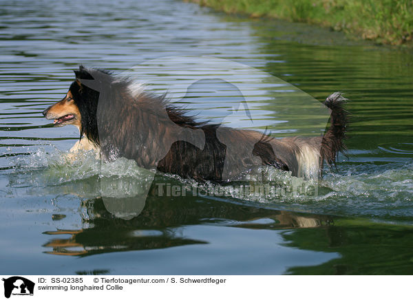 schwimmender Langhaarcollie / swimming longhaired Collie / SS-02385