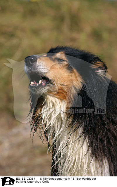 barking longhaired Collie / SS-02387