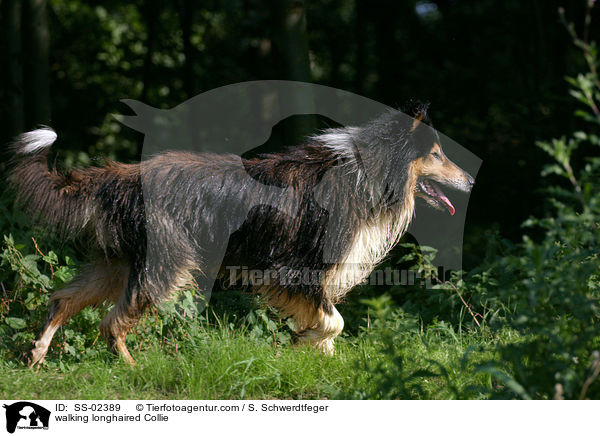 walking longhaired Collie / SS-02389