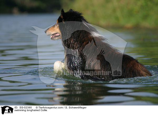 schwimmender Langhaarcollie / swimming longhaired Collie / SS-02390
