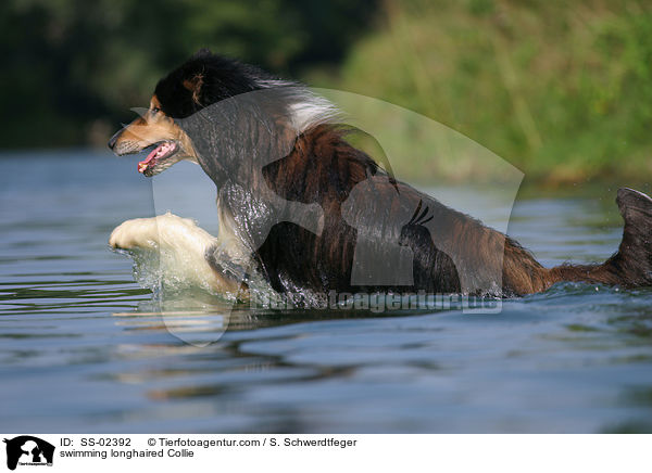 schwimmender Langhaarcollie / swimming longhaired Collie / SS-02392