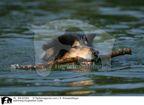 swimming longhaired Collie / SS-02393