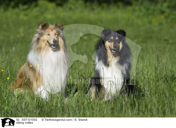 sitzende Collies / sitting collies / SST-01002