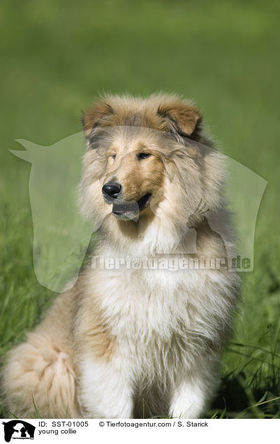 junger Collie / young collie / SST-01005