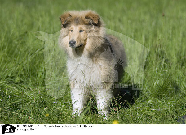 junger Collie / young collie / SST-01007