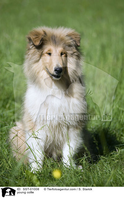 junger Collie / young collie / SST-01008