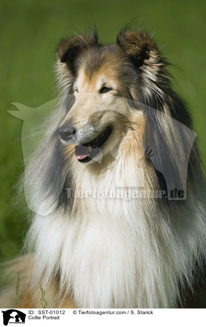 Collie Portrait / Collie Portrait / SST-01012