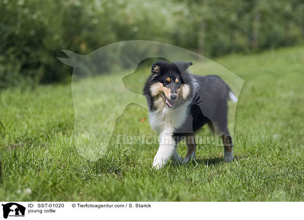 junger Collie / young collie / SST-01020